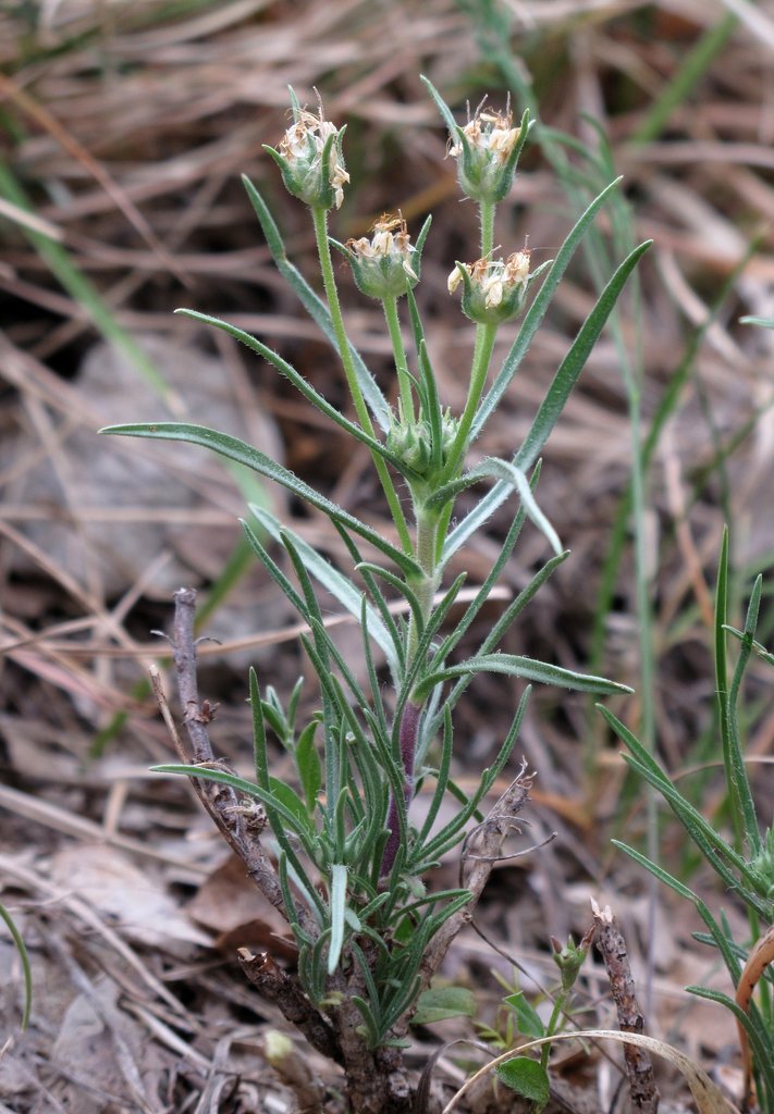 Plantago sempervirens